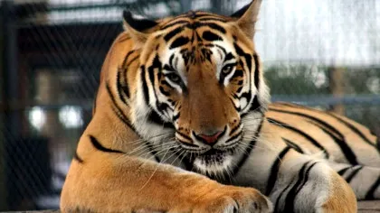 Teroare în Zanesville: Decizia fatală a unui proprietar de Grădină Zoologică privată