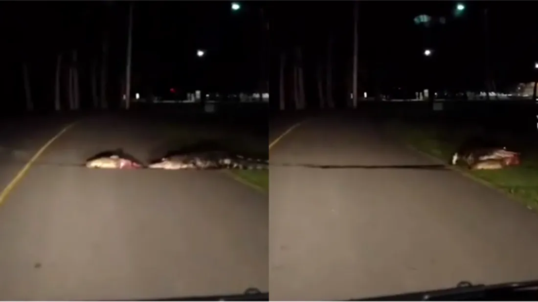 Conducea pe autostrada si a dat de un aligator. I-a inghetat sangele in vene cand a vazut ce cara reptila dupa ea VIDEO