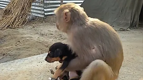 O maimuta macac a facut un gest de mama: a adoptat un pui de catel abandonat pe strada! Povestea lor este emotionanta