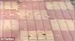 Galerie foto - Poza #4