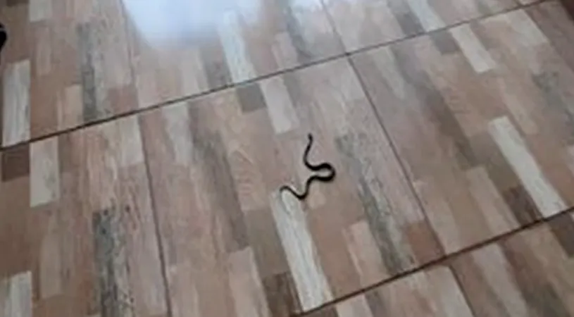 O româncă aflată în carantină la Tulcea s-a trezit cu un șarpe în cameră! ”S-a uitat la mine să vadă dacă mai sunt normală”