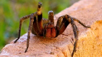 Ar putea fi NOUL Viagra! Veninul acestui păianjen cauzează ERECȚII ore în șir