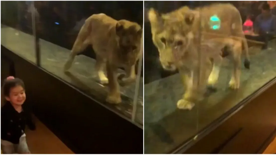 S-a jucat cu o leoaica tinuta in captivitate, intr-o cafenea! Ce a facut animalul salbatic, peste putin timp VIDEO socant