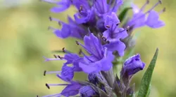 Galerie foto - Poza #4