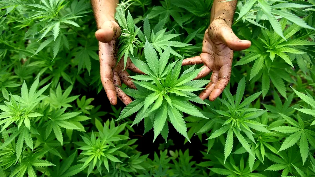 Plante de cannabis de 2,5 metri înălţime, găsite după percheziții în Mehedinți
