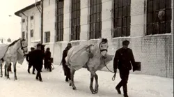 Galerie foto - Poza #4