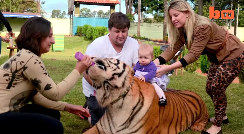 Familia asta traieste in casa cu 7 tigri! Animalele stau la masa si in pat cu ei! Imagini uluitoare! VIDEO