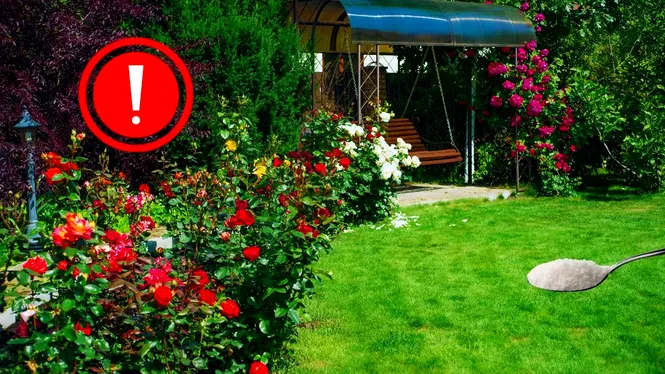 De ce ar trebui să lași o lingură de zahăr în grădină, atunci când e caniculă?