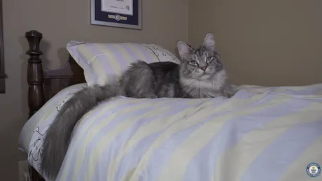 Un cuplu detine doua pisici care au doborat recorduri mondiale! Cum arata cea mai inalta pisica din lume, dar si cea cu cea mai lunga coada VIDEO