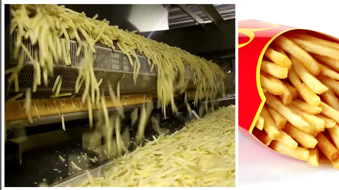 VIDEO! De unde provin de fapt cartofii prajiti de la Mc Donalds si cum ajung sa fie apreciati de toti clientii