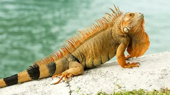 Cele mai ciudate animale de companie – Tu ai tine in casa asa ceva?