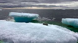 Galerie foto - Poza #4