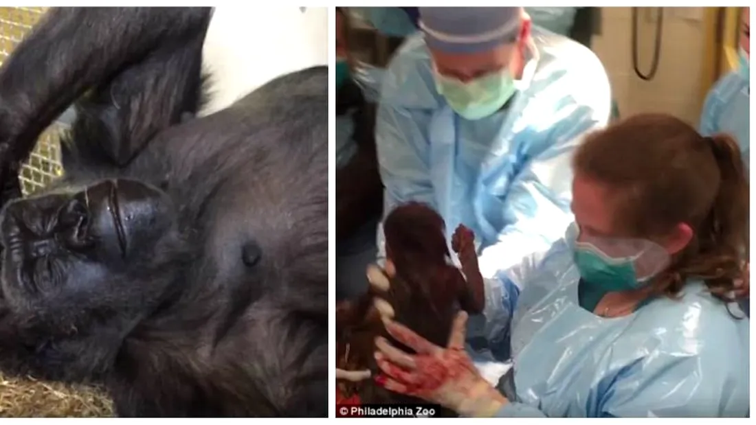 Gorila Kira a nascut cu ajutorul unor ginecologi care trateaza oamenii! Puiul ei a venit pe lume ZAMBIND!