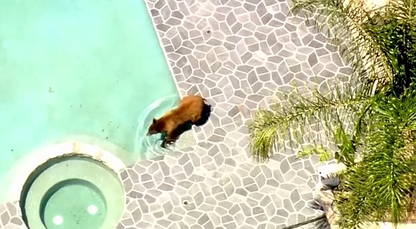 Un urs a iesit la piscina! Animalul a dat buzna in curtea unor oameni. Ce a facut acolo?