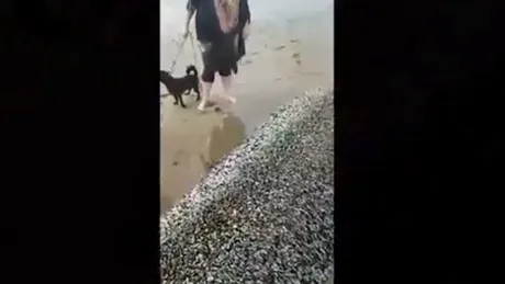 Monstrul GIGANTIC, descoperit de turisti pe plaja! O femeie l-a fotografiat de aproape si s-a speriat! Ce era