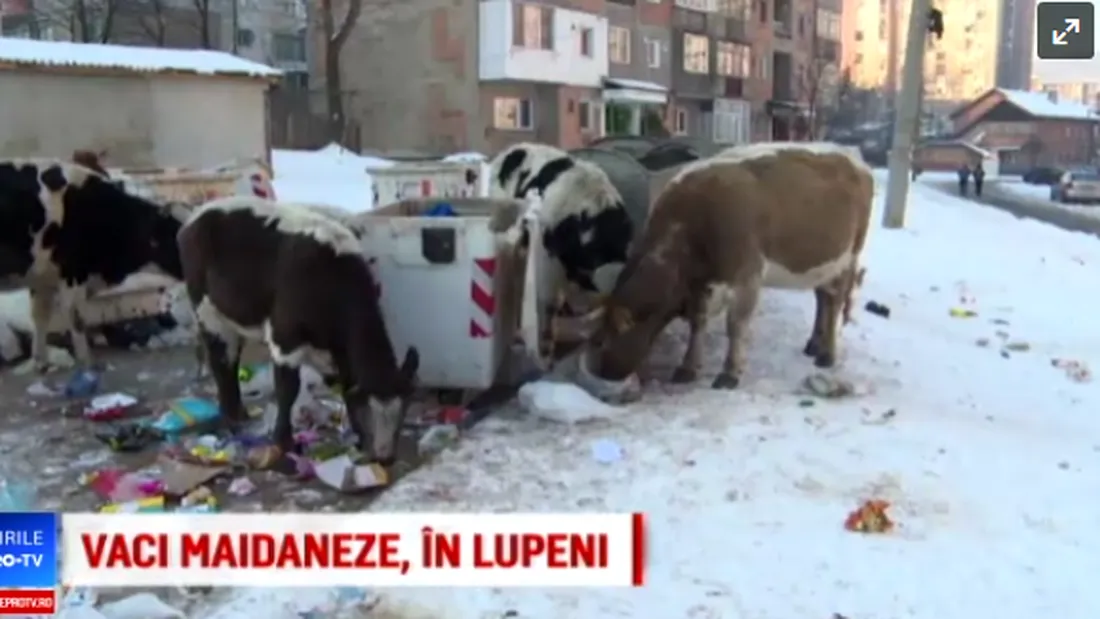 Situatie fara precedent in Romania! In orasul Lupeni vacile maidaneze cauta mancare pe la tomberoane! VIDEO
