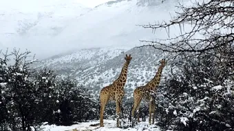 Africa inzapezita! Vezi poze cu girafe, antilope si elefanti in zapada VIDEO