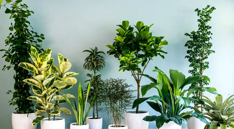 Planta pe care trebuie s-o ai în casă, în ziua de Crăciun. Aduce bunăstare și prosperitate!