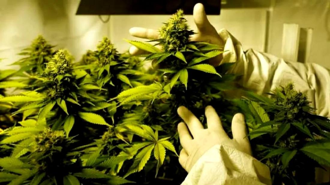 60 kilograme de cannabis, găsite în rezervorul unui tir în urma unui flagrant DIICOT în Capitală