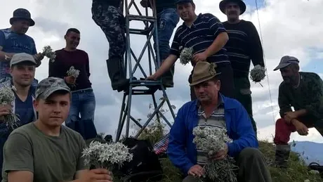 Incredibil! O familie din Suceava a smuls toate florile de colt de pe un munte! Toti au dosar penal si risca amenzi de pana la 10.000 Ron!