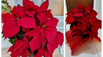 Cum poți prelungi durata de viață a Crăciuniței. Trucul la care nu s-ar fi gândit nimeni