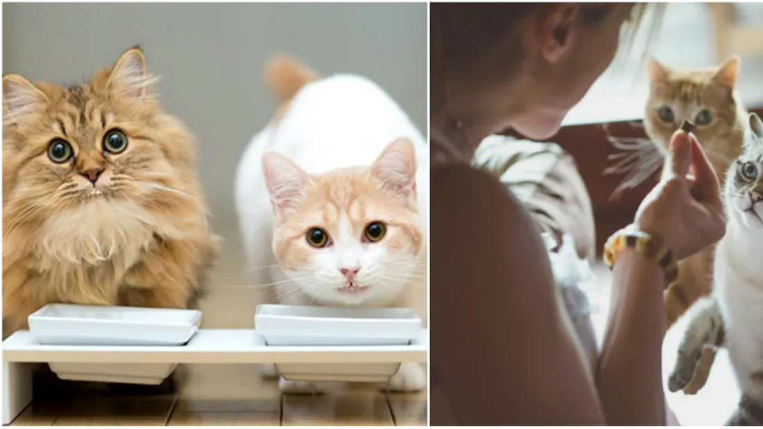 Alimente toxice pentru pisici! Cu ce nu trebuie sa iti hranesti vreodata felina
