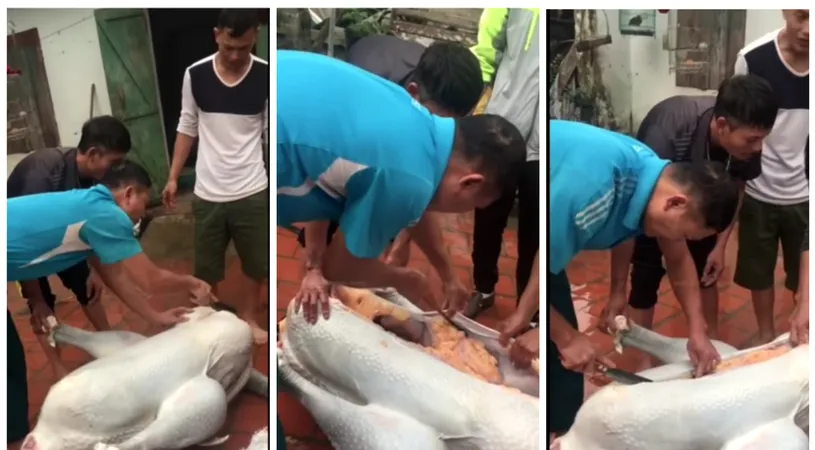 Ai vazut cum arata un strut taiat si jupuit? E fix ca o gaina uriasa, doar ca e nevoie de 5 oameni sa-l taie si sectioneze VIDEO