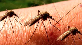 57 de cazuri de infecţie cu virusul West Nile. Au fost înregistrate cinci decese