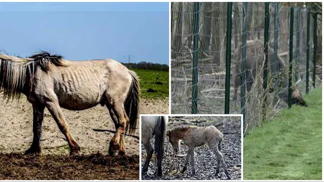 Parcul de animale INFOMETATE! Autoritatile le tin subnutrite intentionat. De ce o fac