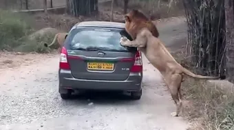 Un grup de turisti a trecut printr-un calvar dupa ce masina in care se aflau a fost atacata de un leu nervos! Totul a fost filmat VIDEO