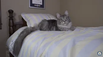 Un cuplu detine doua pisici care au doborat recorduri mondiale! Cum arata cea mai inalta pisica din lume, dar si cea cu cea mai lunga coada VIDEO