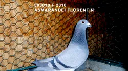 Galerie foto - Poza #4
