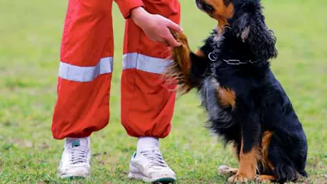 Poliţia dresează câini pentru depistarea Covid-19. Ce țară a recurs la această metodă