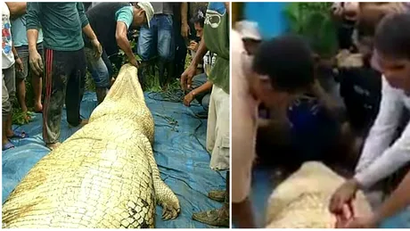Localnicii au avut parte de momente infioratoare cand au despicat burta unui crocodil! Si-au facut cruce cand au vazut ce mancase animalul urias VIDEO