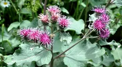 Galerie foto - Poza #4