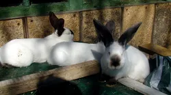 Galerie foto - Poza #2