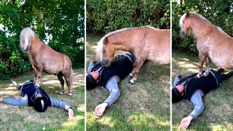 Si-a dresat poneii in cel mai uimitor mod! Animalele simpatice stiu cum sa faca manevre de resuscitare pe oameni VIDEO