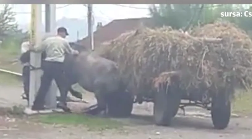 Imaginile cruzimii! Doi barbati au SNOPIT in bataie un biet CAL: l-au legat de un stalp si l-au schingiuit cu un par VIDEO