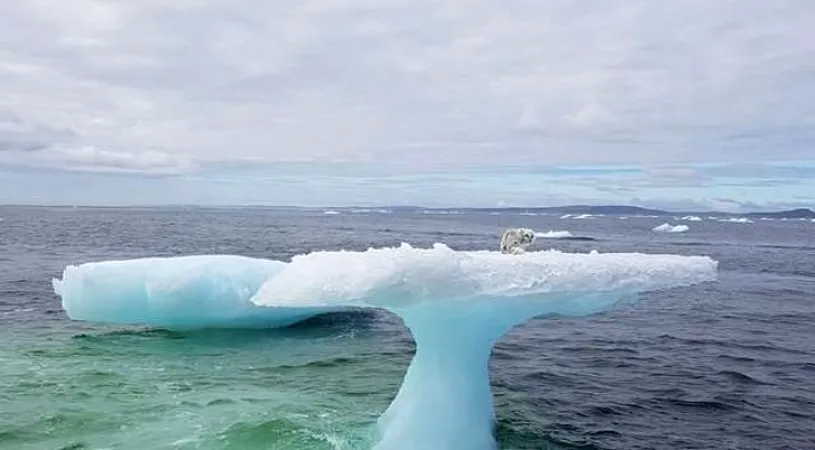 Descoperire șocantă pe un aisberg din Atlantic! Marinarilor nu le-a venit să creadă