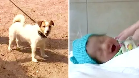 Bebelus salvat de caine, dupa ce a fost abandonat de mama lui si lasat sa moara! VIDEO