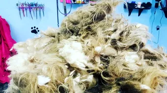 A dat pe strada de caltii astia si a vazut ca se misca! A pus mana si a ramas uimit. Ce era sub ei