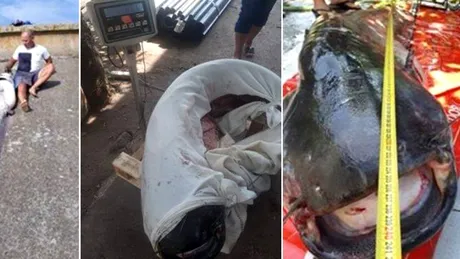 Mare noroc pe un pescar din Rosiori, a prins un somn de 80 kg!
