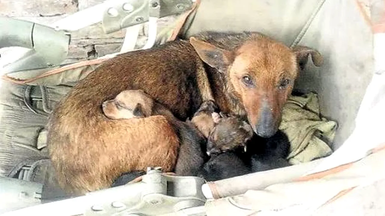 dog-baby-1 