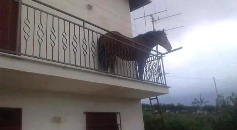 Si-a parcat calul pe balcon. Imaginea din Cluj care s-a viralizat imediat