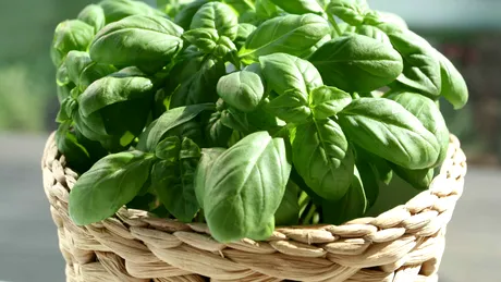 Cat de bun este busuiocul pentru organism! Ce afectiuni poate vindeca aceasta planta aromatica