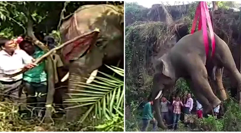 Iata ce se intampla cu un elefant cand incalca un teritoriu locuit de oameni! Bietul animal nici nu are habar ce se petrece VIDEO