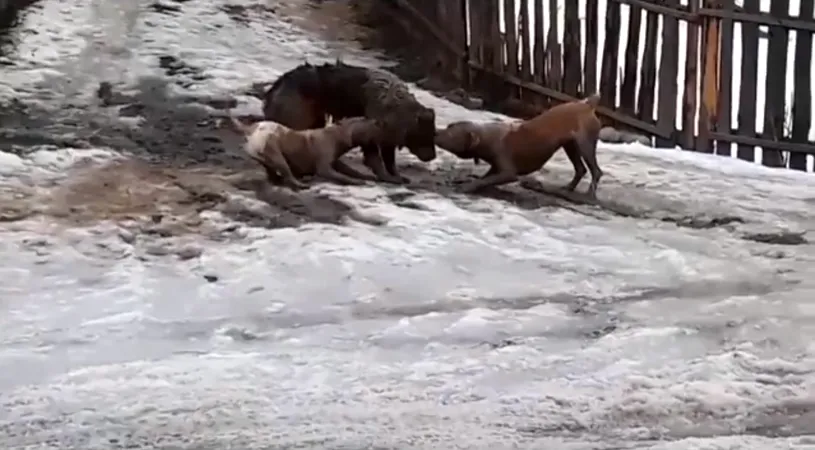 Momente socante in Suceava! Un caine al strazii a fost sfasiat de 2 caini amstaff. Acestia au actionat la comanda stapanului VIDEO