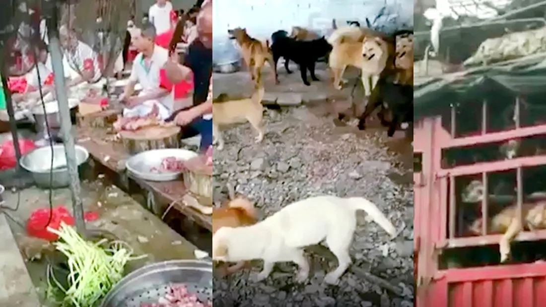 Caini batuti fara mila si arsi de vii la festivalul anual al cainilor din China VIDEO