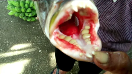 VIDEO Pestele cu dinti de om! Cum se cheama specia si unde inoata?
