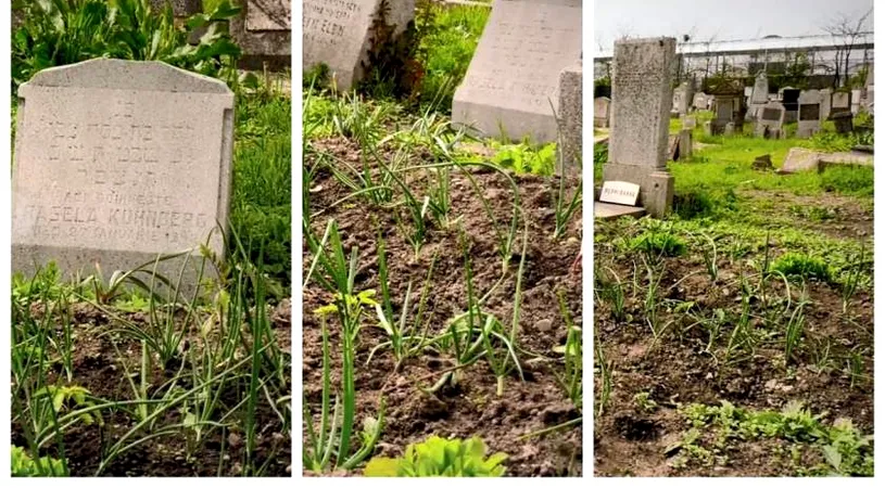 Ceapa cultivata in cimitirul din Buzau. Cine a pus-o acolo: 'Cum sa mananci asa ceva?!' VIDEO